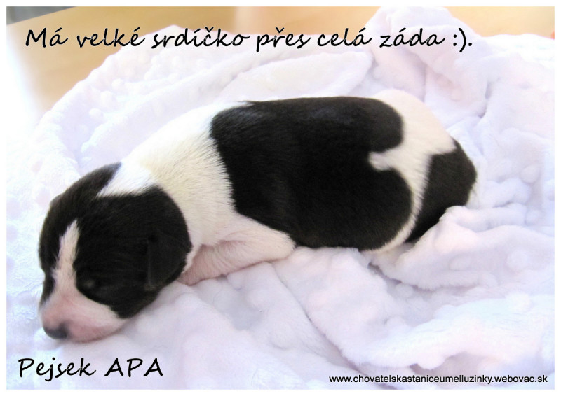 APA - žije u kamaráda v Chocni